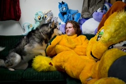 Size: 1000x666 | Tagged: safe, derpibooru import, applejack, lyra heartstrings, princess luna, dog, human, fursuit, indoors, irl, irl human, lying down, on back, photo, plushie, ponysuit, sofa