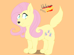 Size: 1024x771 | Tagged: safe, artist:umbreonvevo, derpibooru import, fluttershy, dog, g4, dogified, female, flutterdog, orange background, simple background, smiling, species swap, text