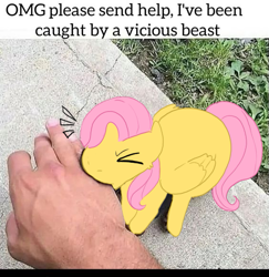 Size: 563x579 | Tagged: safe, artist:custompizza, derpibooru import, fluttershy, pegasus, pony, g4, angry, biting, cute, daaaaaaaaaaaw, finger bite, hand, irl, meme, meme template, nom, photo, ponified animal photo, shyabetes