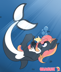 Size: 2682x3163 | Tagged: safe, artist:gnashie, derpibooru import, oc, oc only, oc:chilly waters, fish, orca, orca pony, original species, whale, bubble, smiling, starfish, underwater, water