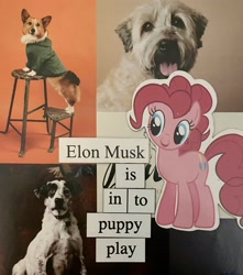 Size: 2454x2780 | Tagged: safe, artist:ponymagnets, derpibooru import, pinkie pie, dog, earth pony, pony, elon musk, irl, irl dog, magnet, photo, ponymagnets, smiling, text