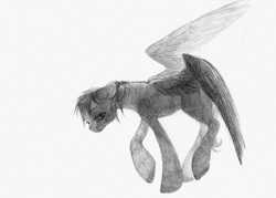 Size: 1672x1200 | Tagged: safe, artist:wolfiedrawie, derpibooru import, pegasus, pony, black and white, grayscale, monochrome, simple background, solo, spread wings, traditional art, white background, wings