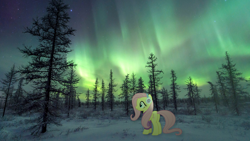 Size: 1772x997 | Tagged: safe, artist:cloudy glow, artist:slavaboobrony, derpibooru import, fluttershy, pegasus, pony, g4, aurora borealis, butt, clothes, earmuffs, female, flutterbutt, folded wings, irl, mare, my little pony: friendship is magic, night, novy urengoy, outdoors, photo, plot, ponies in real life, russia, scenery, siberia, snow, solo, sweater, sweatershy, tree, wings, winter outfit, yamalo nenets autonomous okrug